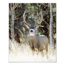 Big Buck 8x10 Photographic Print