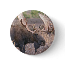 Big Bull Moose Pinback Button