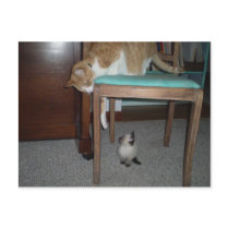 Big Cat Sees Little Kitten Postcard