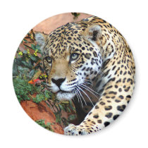 Big Cats - 10