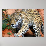 Big Cats - 10 Print