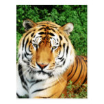 Big Cats - 12 Postcard