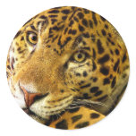 Big Cats  - 3 Stickers