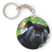 Big Cats - 4