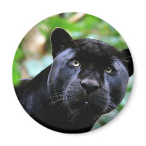 Big Cats - 4
