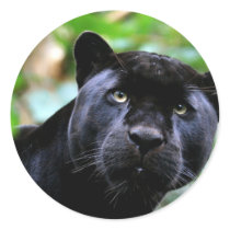 Big Cats  - 4