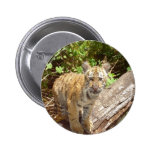 Big Cats - 5 Pins