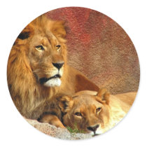 Big Cats - 6