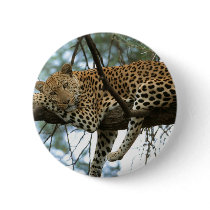 Big Cats - 7