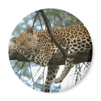 Big Cats - 7