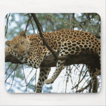 Big Cats - 7
