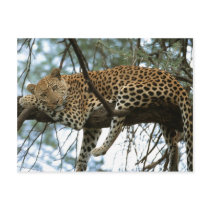 Big Cats - 7