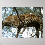 Big Cats - 7 posters