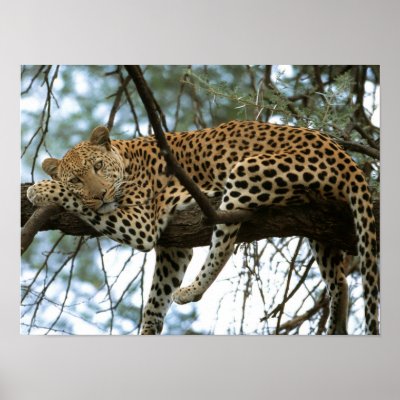 Big Cats - 7 by MuseMagic