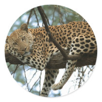 Big Cats - 7