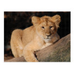 Big Cats - 8 Postcards