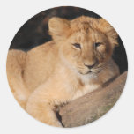 Big Cats - 8 Round Sticker