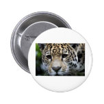Big Cats Pinback Buttons