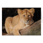 Big Cats Set - 8 Greeting Cards