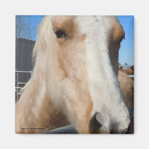 Big Dark Eyes Golden Blonde Palomino Pony Fridge Magnet
