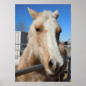 Big Dark Eyes Golden Blonde Palomino Pony posters