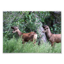 Big Ear Fawns 5x7 Photograph