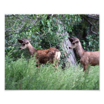 Big Ear Fawns 8x10 Photograph