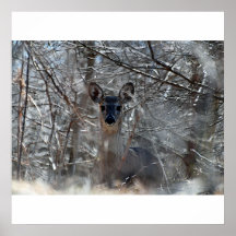 Big Ears Poster/Print
