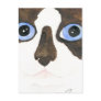 Big Eyed Snowshoe cat Postcard