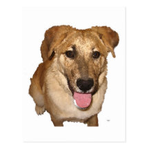 Big Eyes Golden Retriever Pup - Ranch Dog Lover Post Card