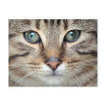 Big Eyes Postcard