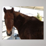 Big Eyes Red Tennessee Walking Horse - TWH Poster