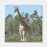 Big Giraffe At Zoo Fridge Magnets