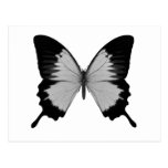 Big Grey & Black Butterfly Post Card