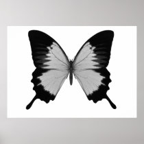 Big Grey & Black Butterfly
