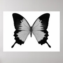 Big Grey & Black Butterfly Print