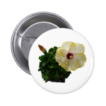 Big Hibiscus Flower with foliage Pinback Buttons
