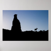 Big Horn at Colorado National Monument Poster