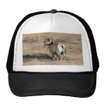 Big Horn Ram Trucker Hats