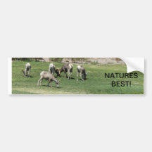 Big Horn Sheep Bumper Sticker