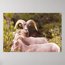 Big Horn Sheep East Zion Zion National Park Utah Print