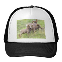 Big Horn Sheep Feeding Mesh Hat