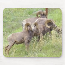 Big Horn Sheep Feeding Mousepad