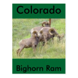 Big Horn Sheep Feeding Post Card