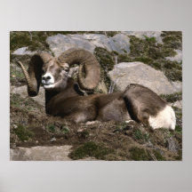 Big Horn Sheep - Full Curl Ram Print