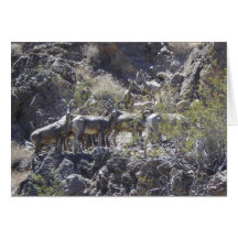 "Big Horn Sheep Group Discussion" Willow Beach, NV Cards