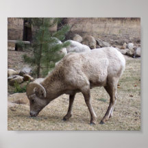 Big Horn Sheep in Colorado Print