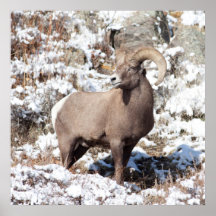 Big Horn Sheep in Rocky Mountain National Park Print