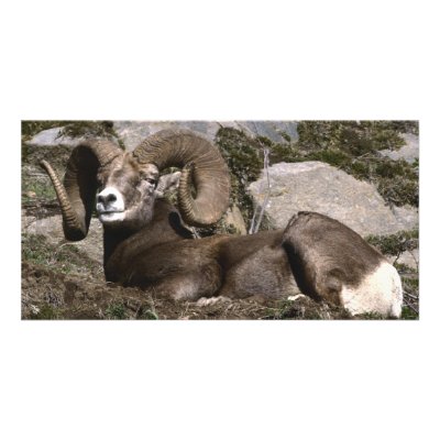 Big Horn Sheep- Mature Male Full Curl Photo Card Template by Link_letter