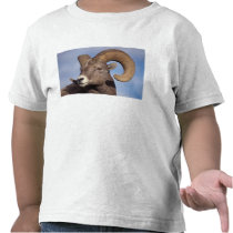 big horn sheep, untain sheep, Ovis canadensis, Tshirts